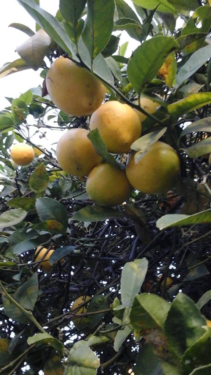 CLOSE-UP OF FRUITS ON TREE