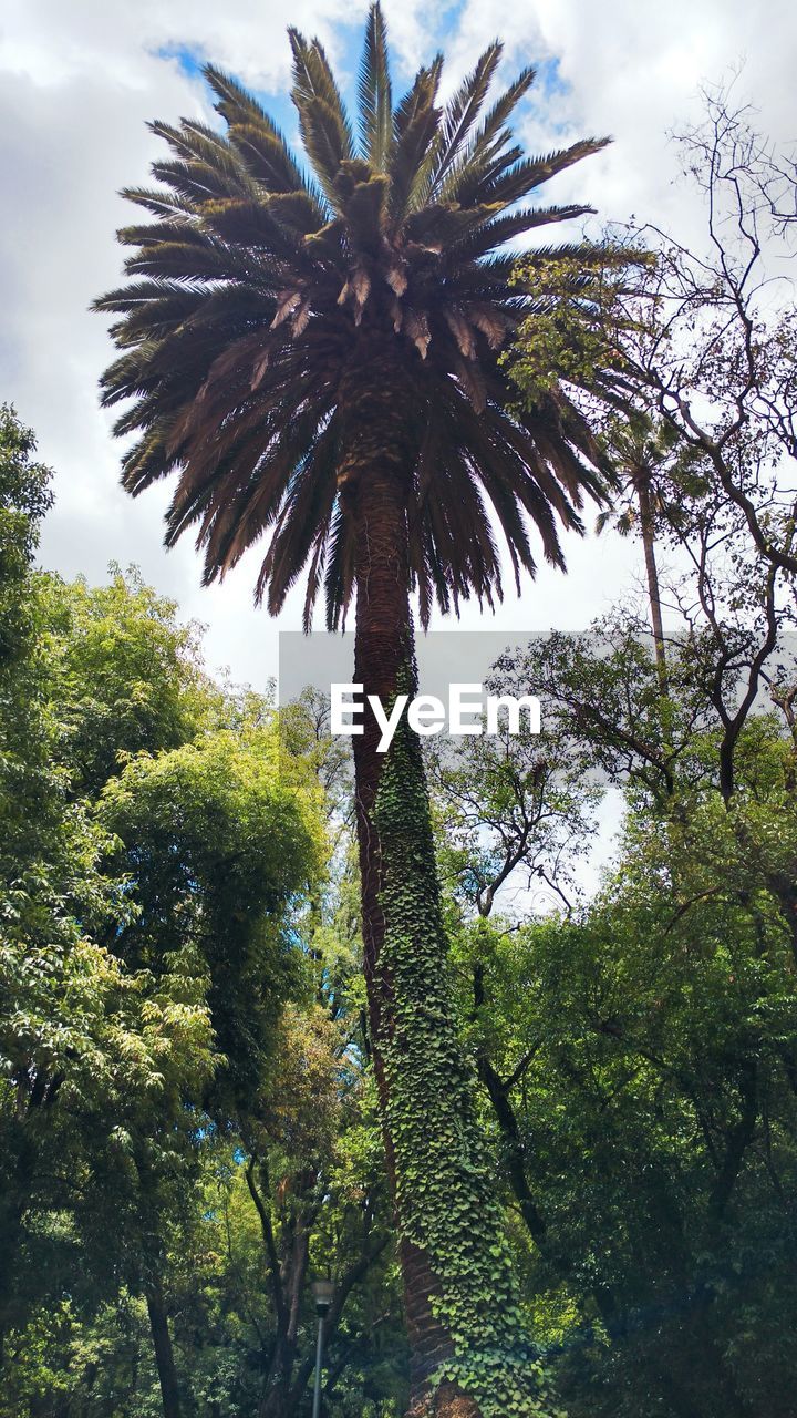 LOW ANGLE VIEW OF PALM TREES AGAINST SKY