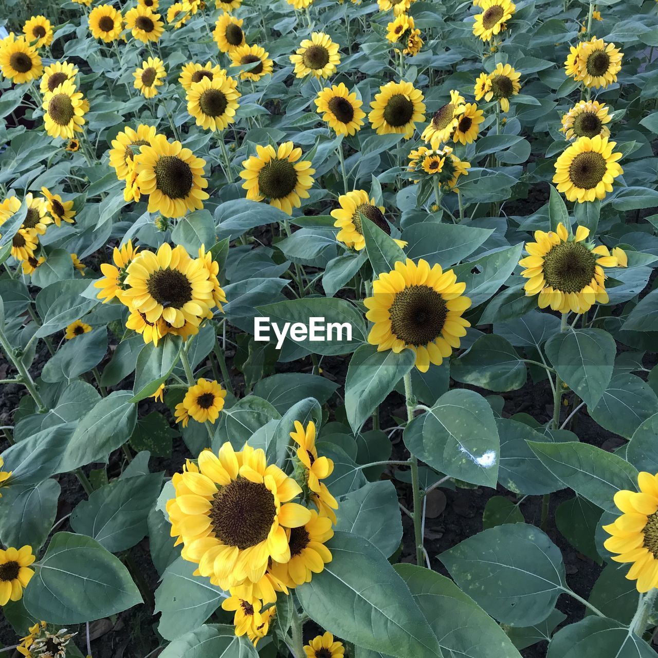 HIGH ANGLE VIEW OF YELLOW FLOWERING PLANT IN BLOOM