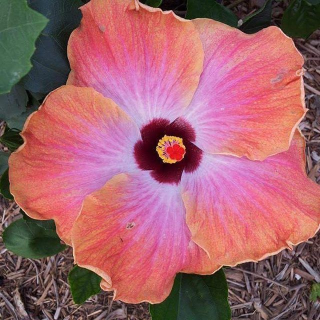 CLOSE-UP OF PINK FLOWER BLOOMING OUTDOORS