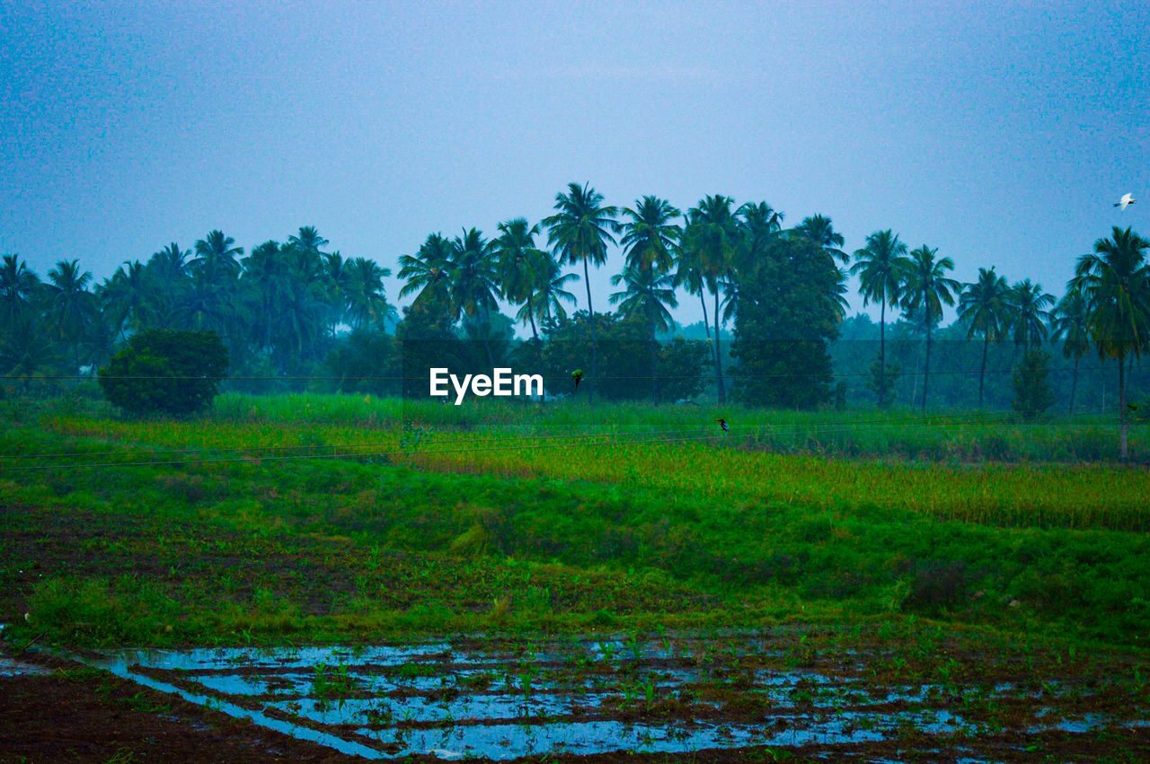 TREES ON FIELD AGAINST CLEAR SKY