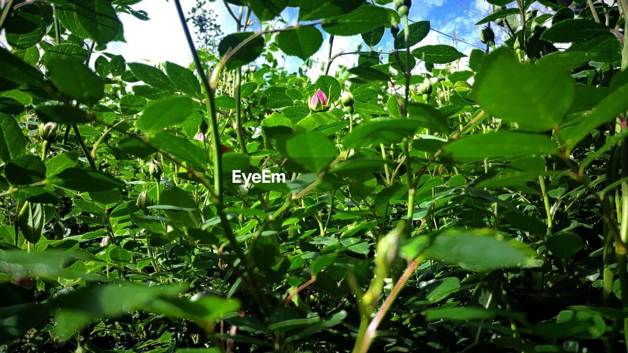 CLOSE-UP OF PLANTS GROWING