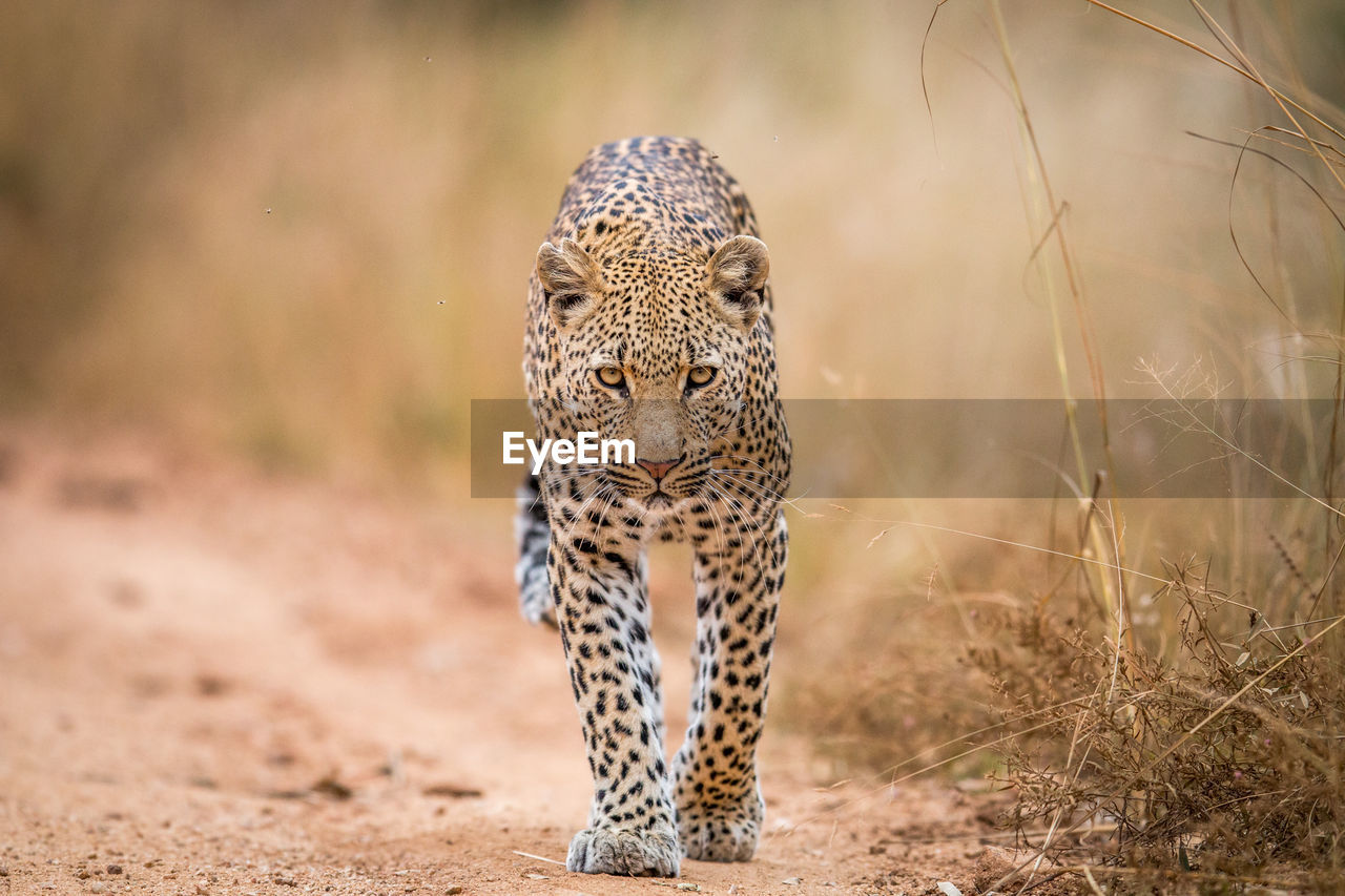 Portrait of leopard walking on field