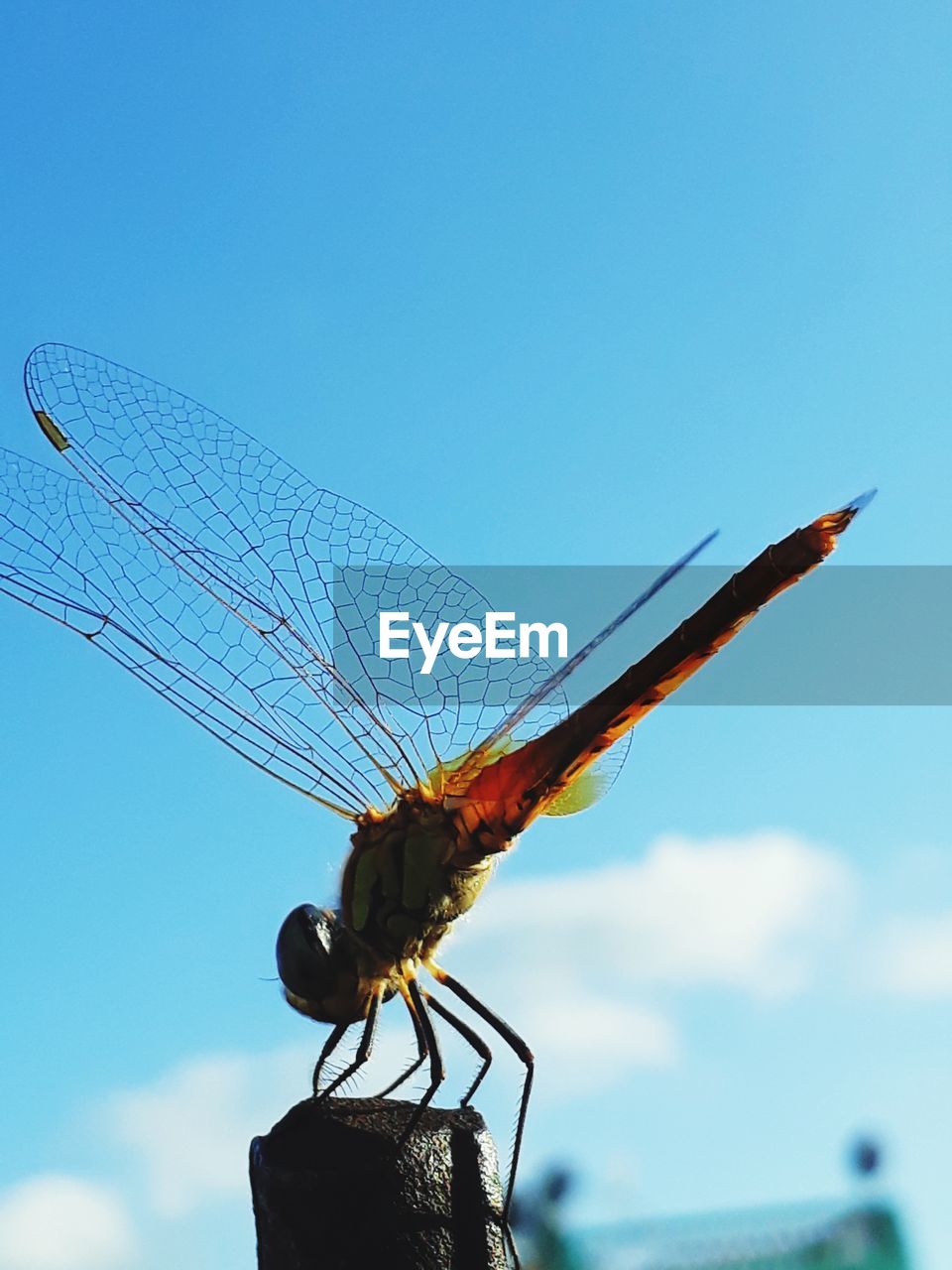 LOW ANGLE VIEW OF DRAGONFLY ON A WIRE