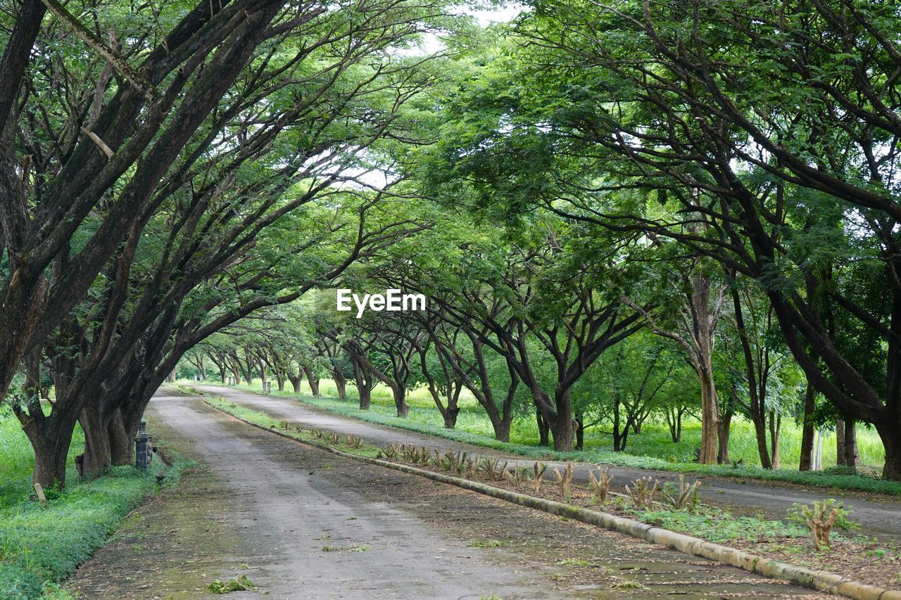 ROAD AMIDST TREES IN CITY