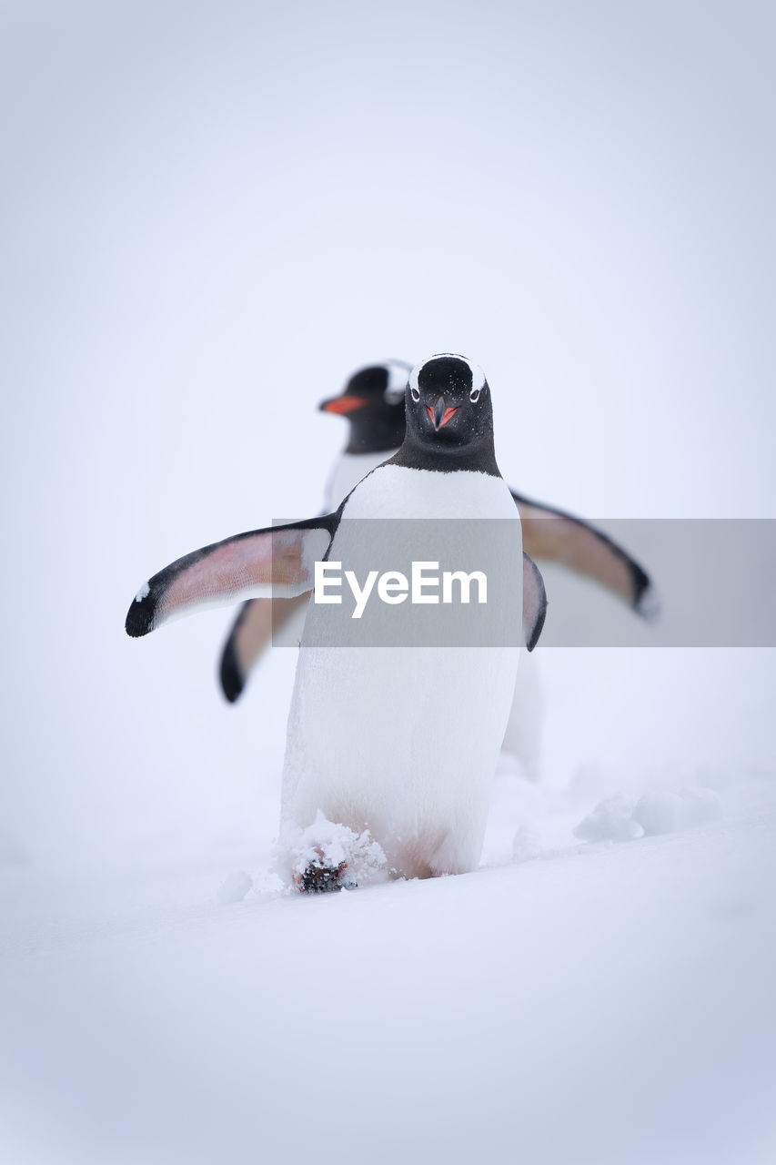 Two gentoo penguins descend snowy hill together