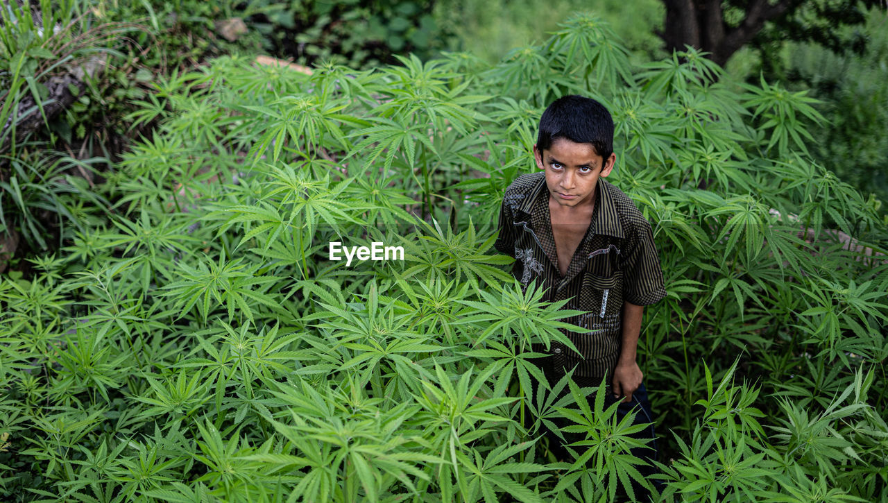 High angle portrait of boy standing amidst plants