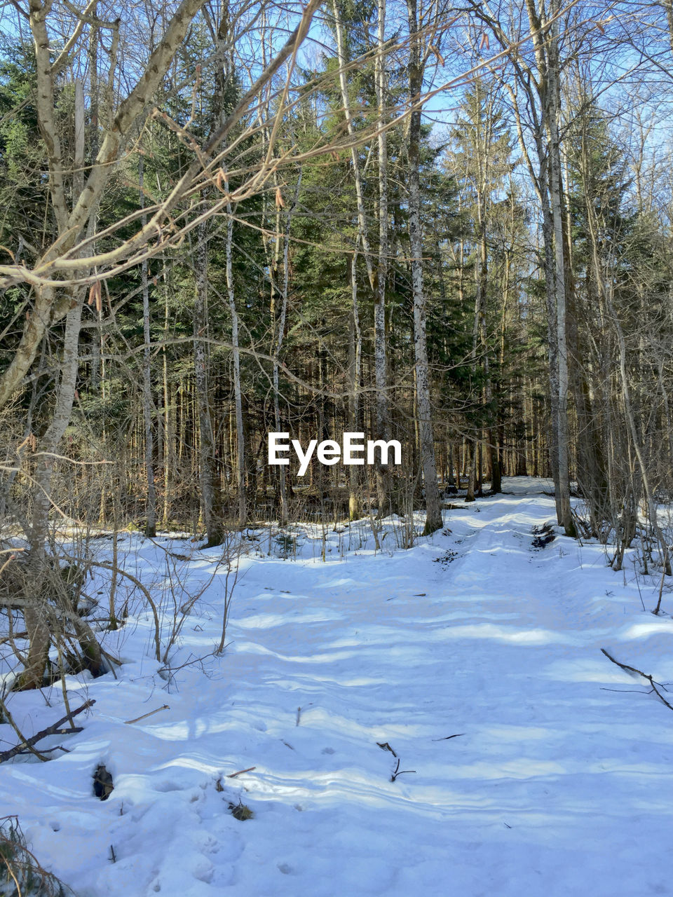 SNOW COVERED TREES IN FOREST