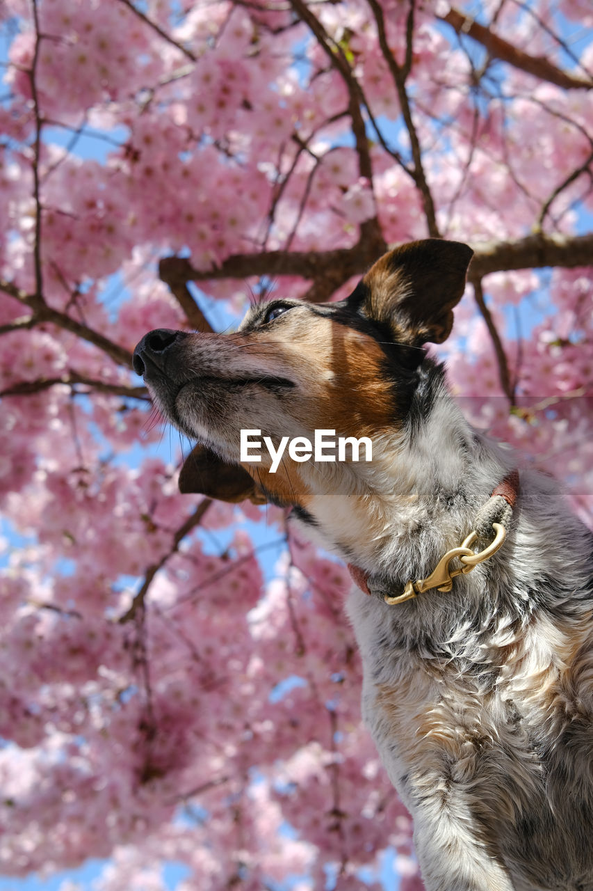 Close-up of a dog looking away