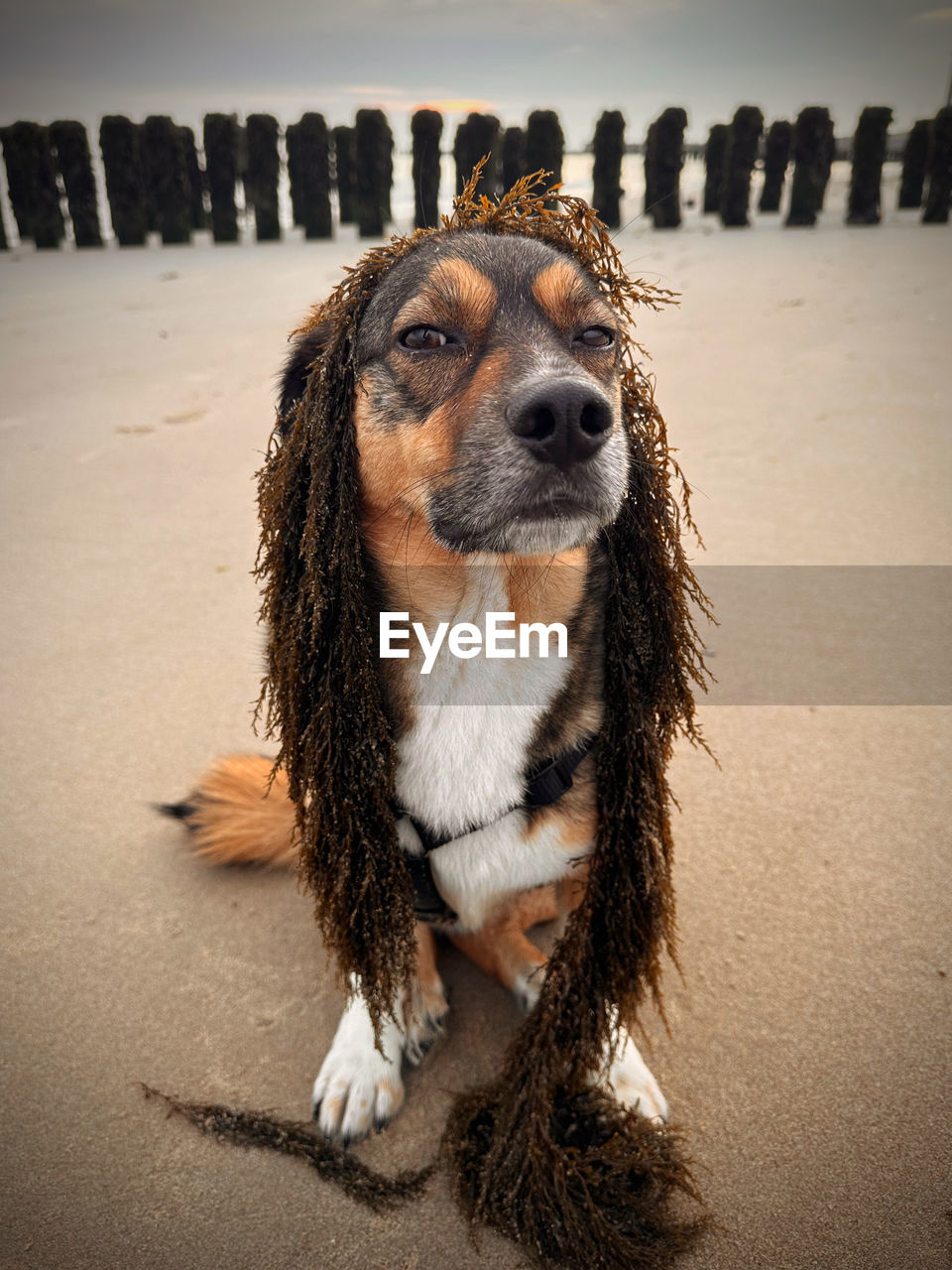 animal, dog, canine, animal themes, one animal, mammal, pet, domestic animals, beach, sand, land, nature, carnivore, no people, portrait, water, spaniel, close-up, sea, wet, black, dachshund