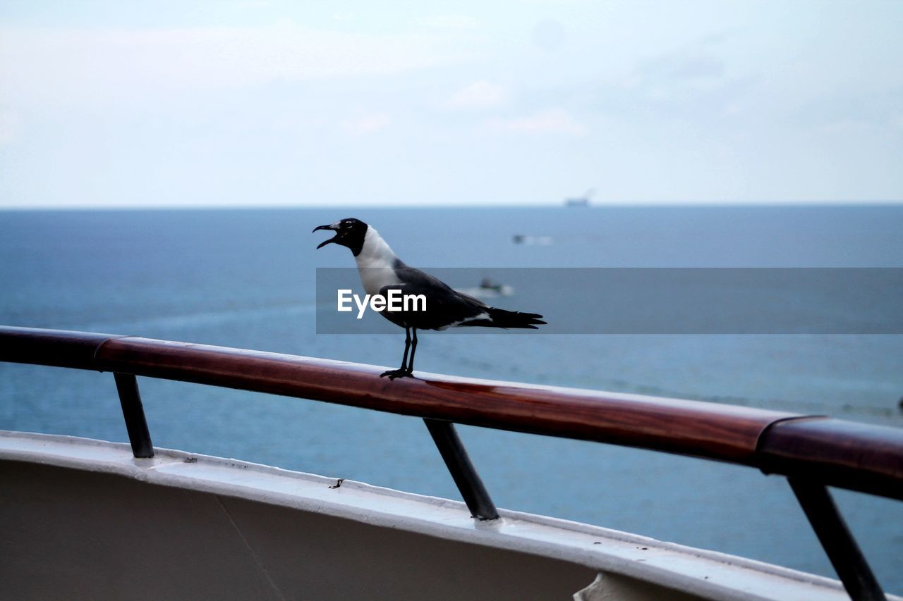 SEAGULLS PERCHING ON RAILING AGAINST SEA