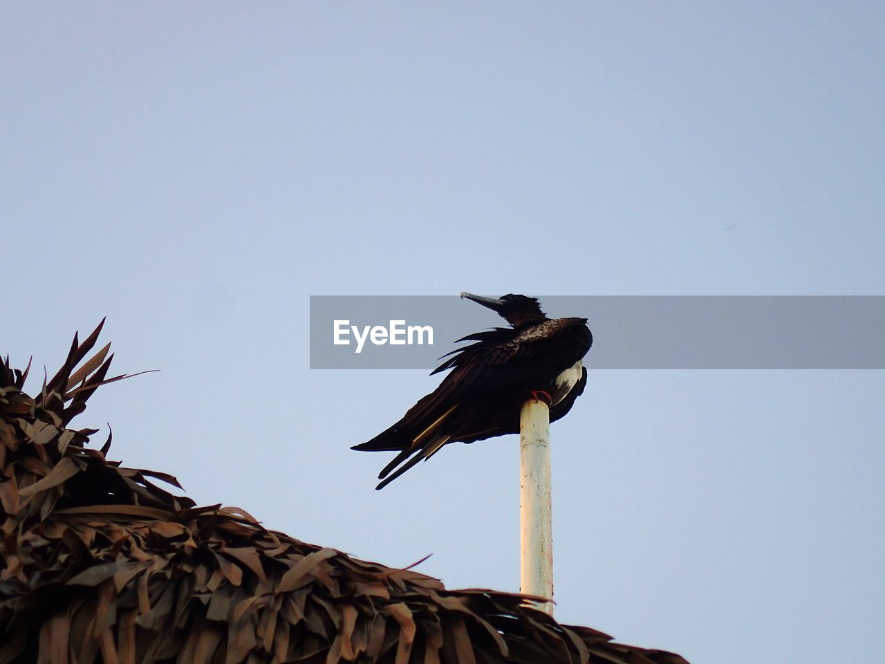 LOW ANGLE VIEW OF BIRDS FLYING AGAINST SKY