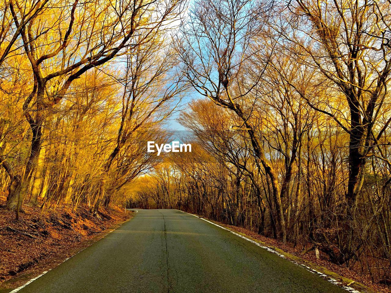 Road amidst trees during autumn