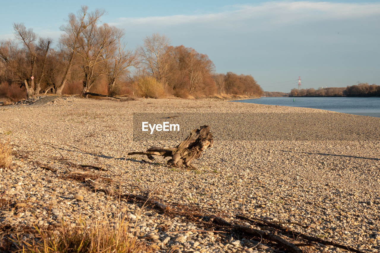 VIEW OF A REPTILE ON A LAKE