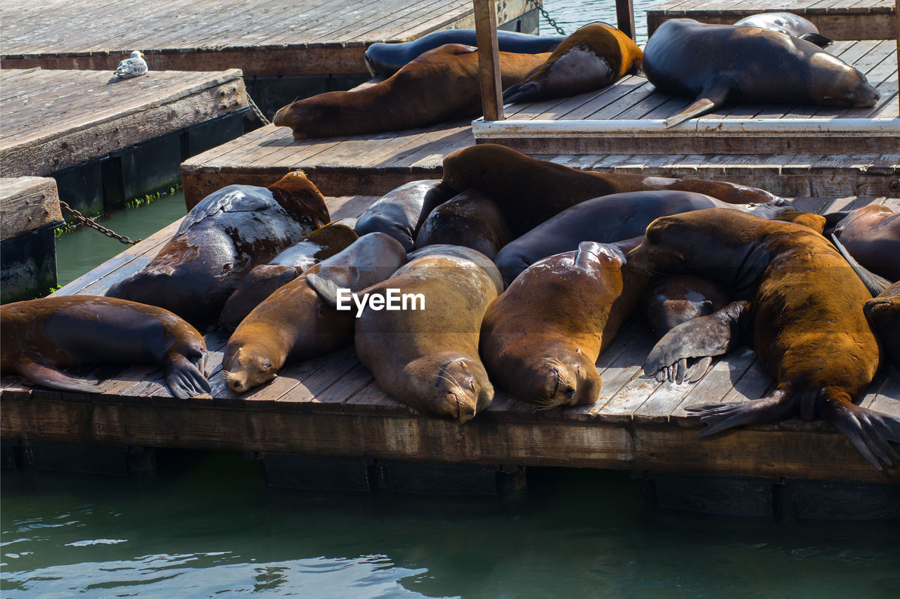 Group of sea lions on wooden docks sleeping on san francisco bay, at pier 39