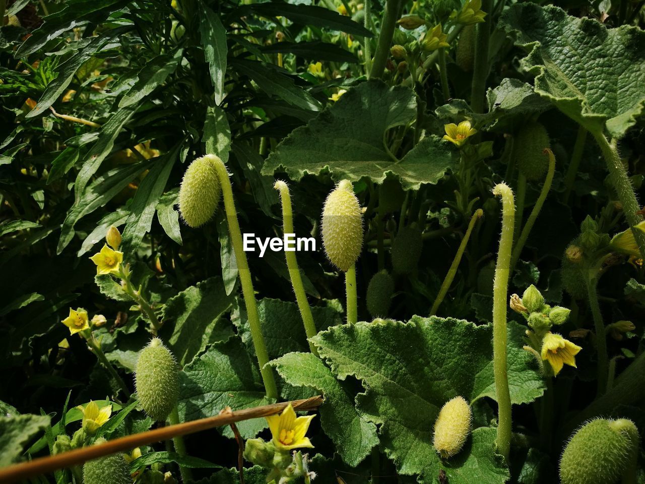 CLOSE-UP OF YELLOW FLOWERING PLANTS