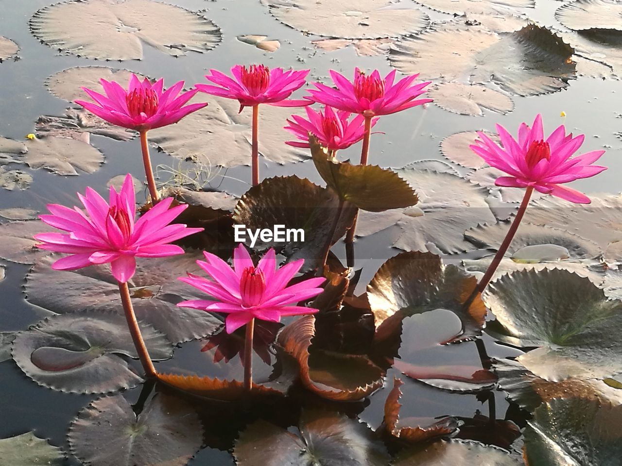 HIGH ANGLE VIEW OF PINK LOTUS WATER LILY IN LAKE