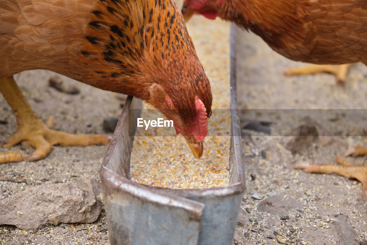 high angle view of bird