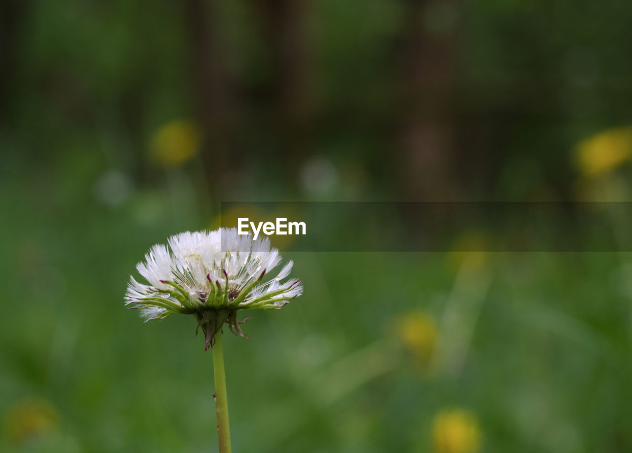 Close-up of dandelion flower