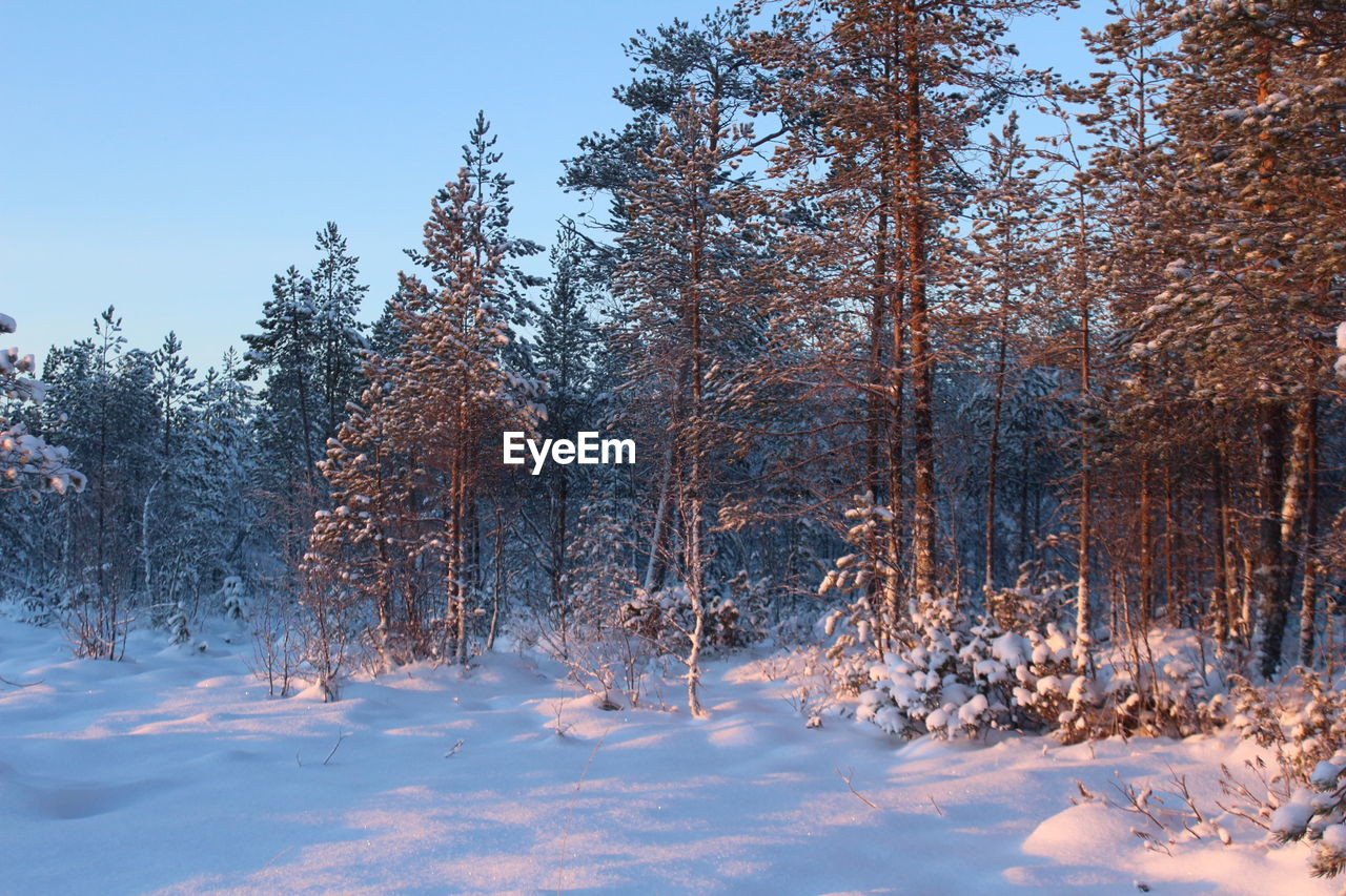 Trees in snow during winter