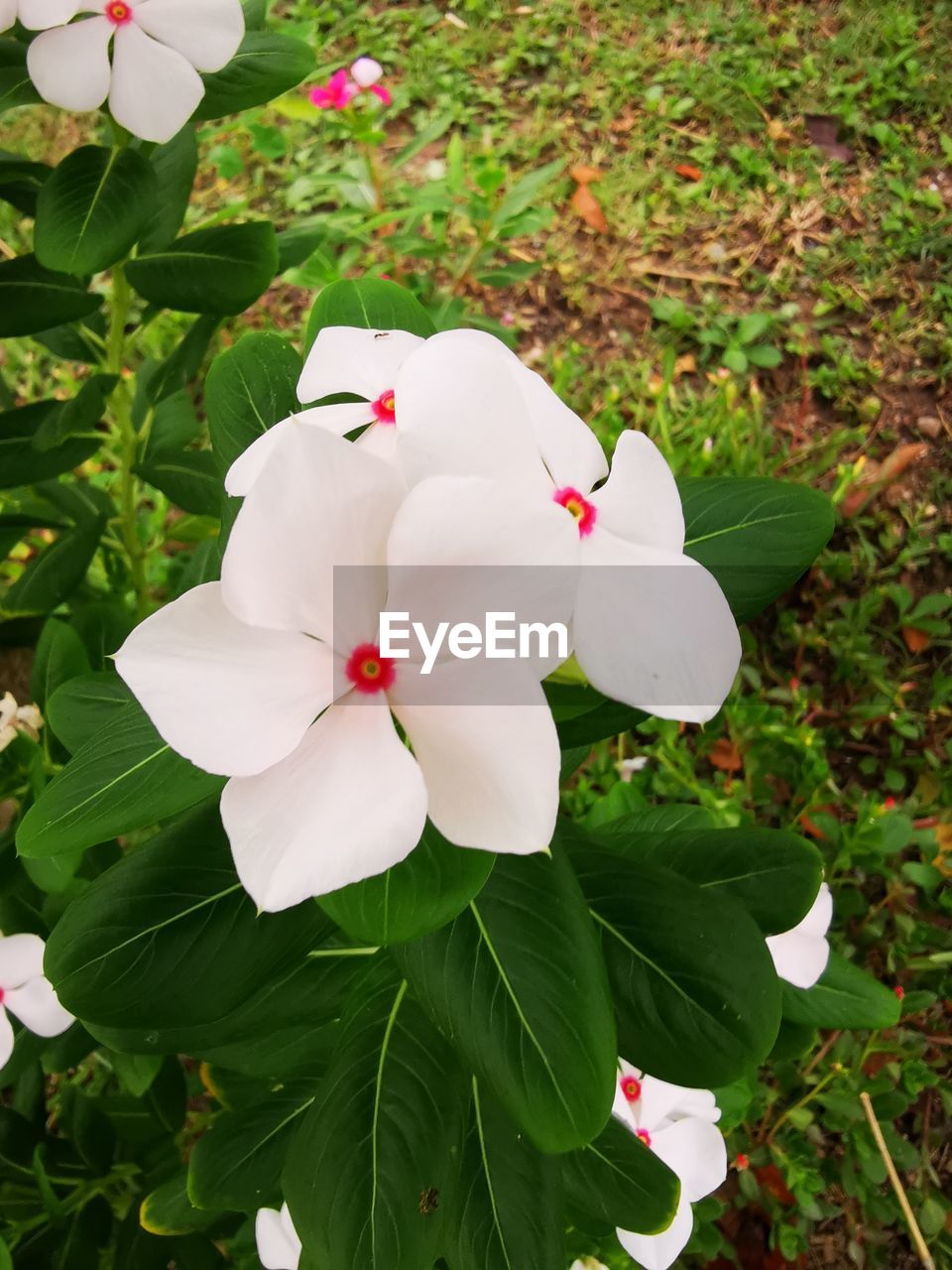 CLOSE-UP OF WHITE FLOWERING PLANTS
