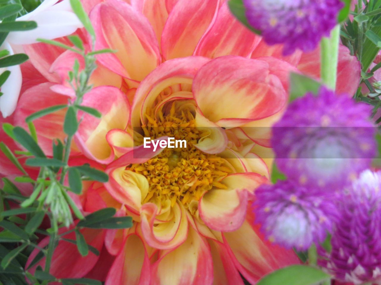 Head of flower with pink petals