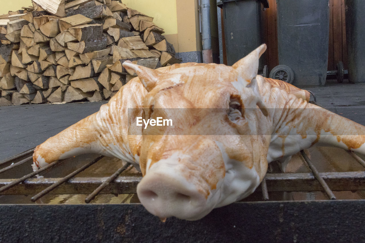 High angle view of pig