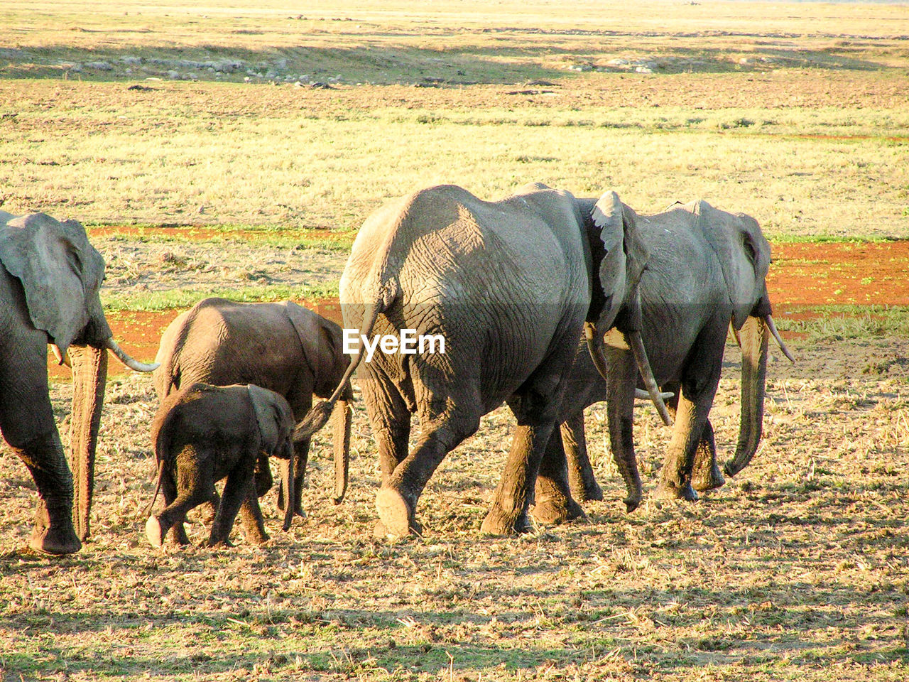 Elephant on field