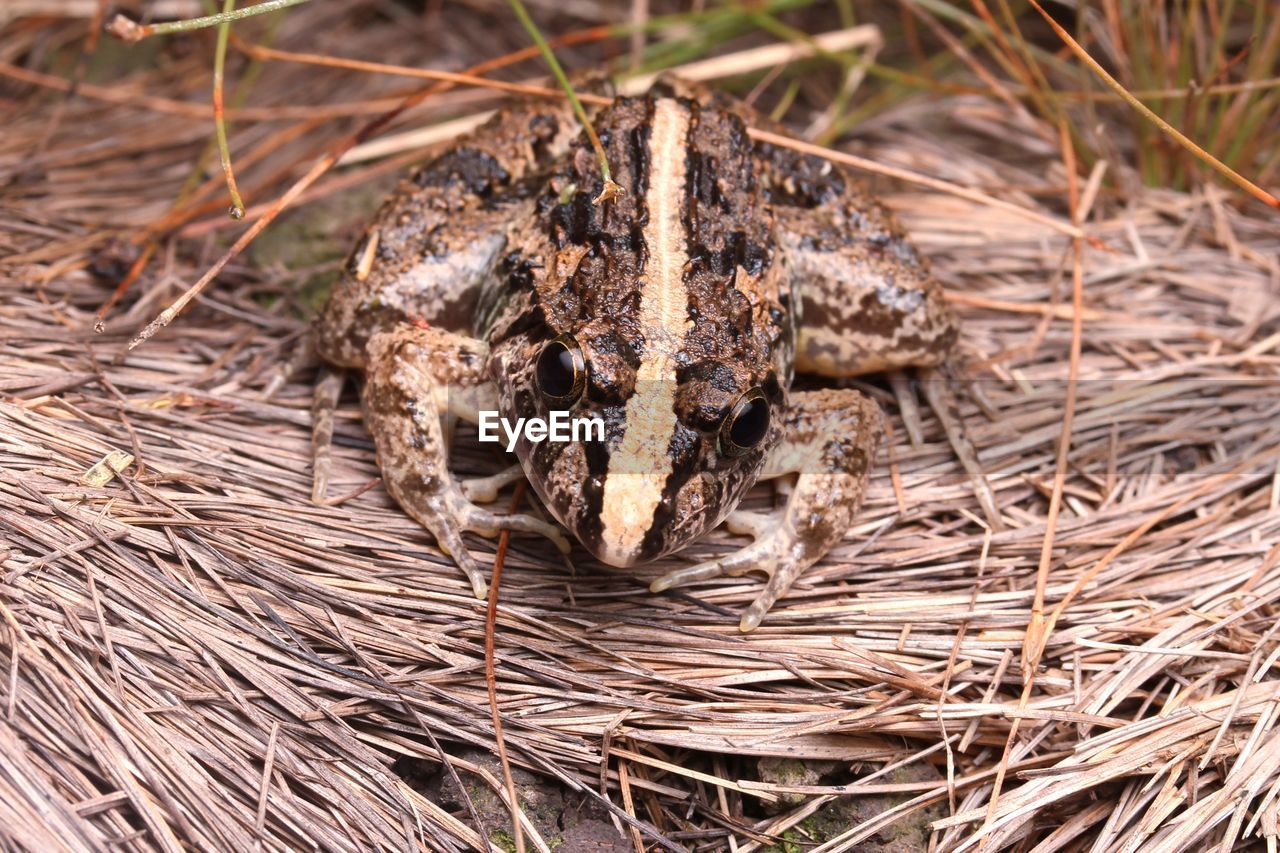 HIGH ANGLE VIEW OF NEST ON FIELD