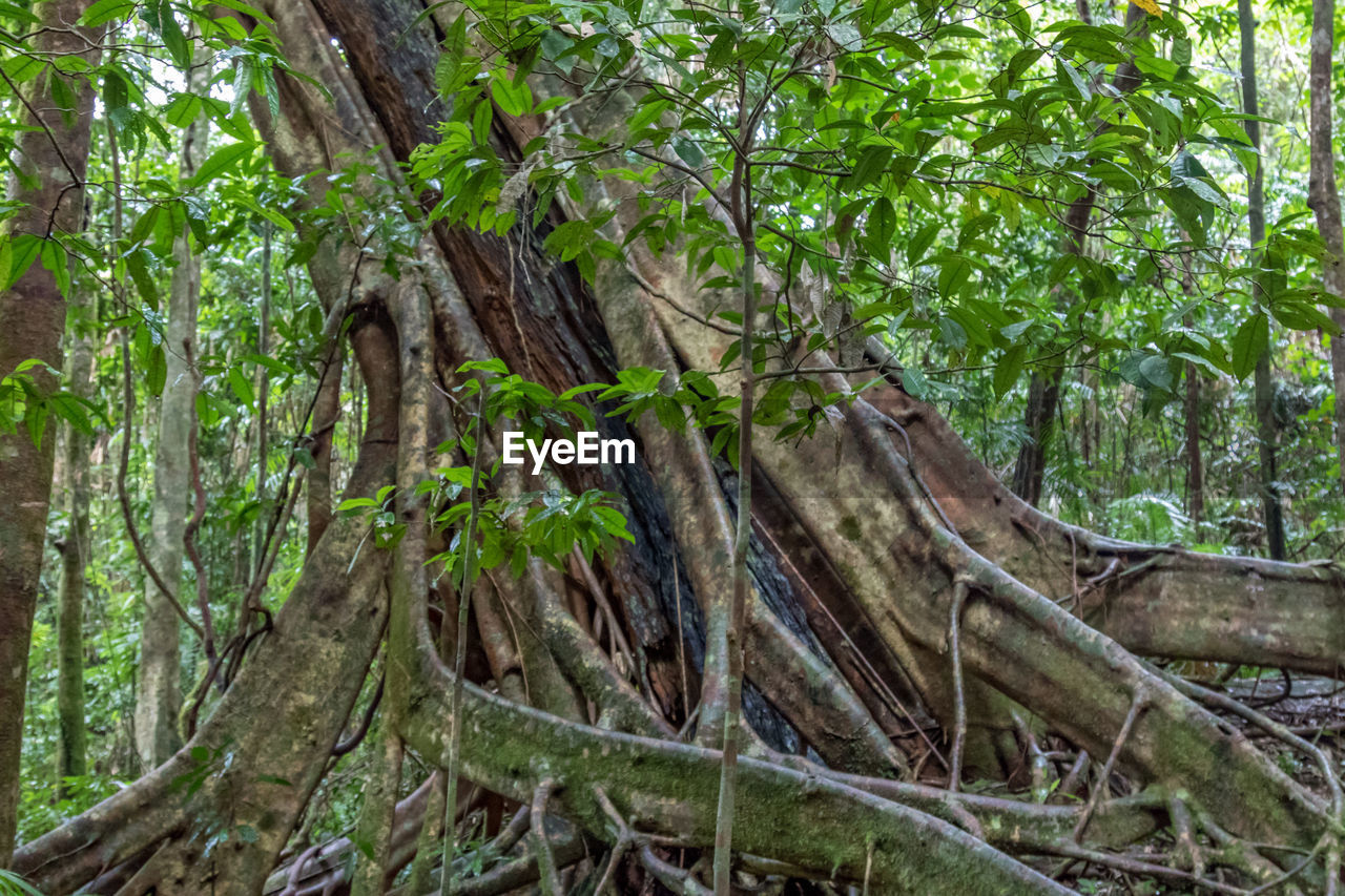 DEAD TREE TRUNK IN FOREST