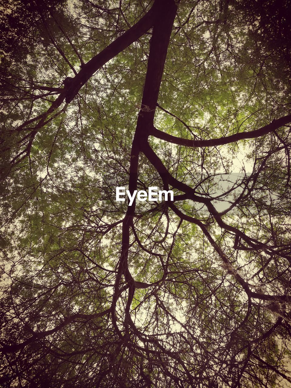 LOW ANGLE VIEW OF TREE AGAINST SKY IN FOREST