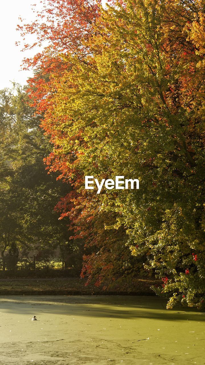 SCENIC VIEW OF AUTUMN TREES AT NIGHT