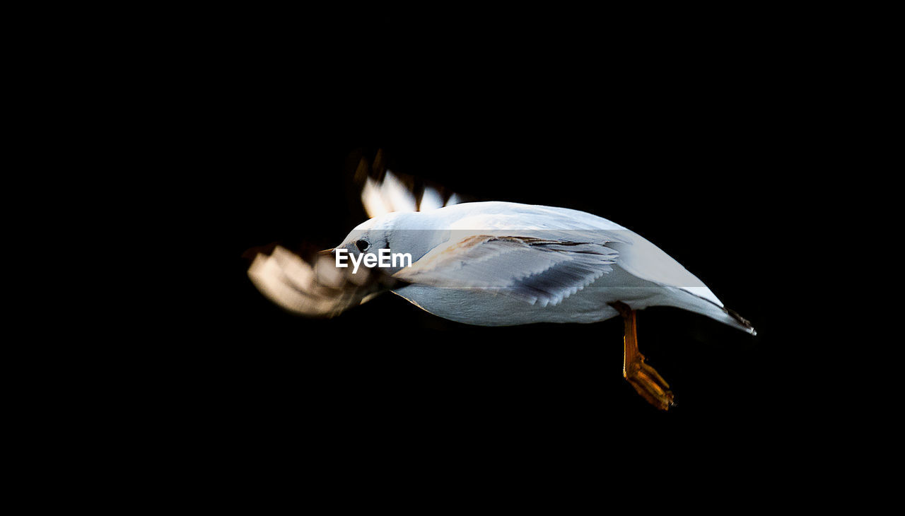 Gull flying outdoors