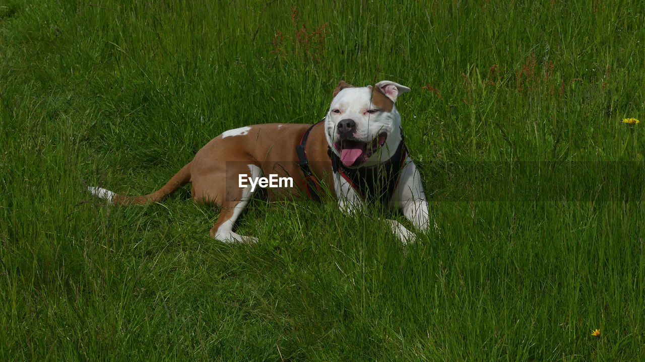 DOG IN A FIELD