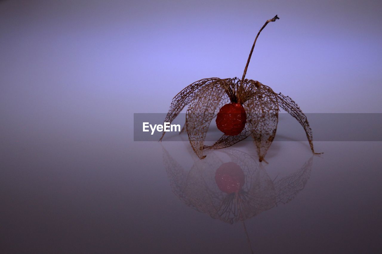 Close-up of fruit with reflection over white background