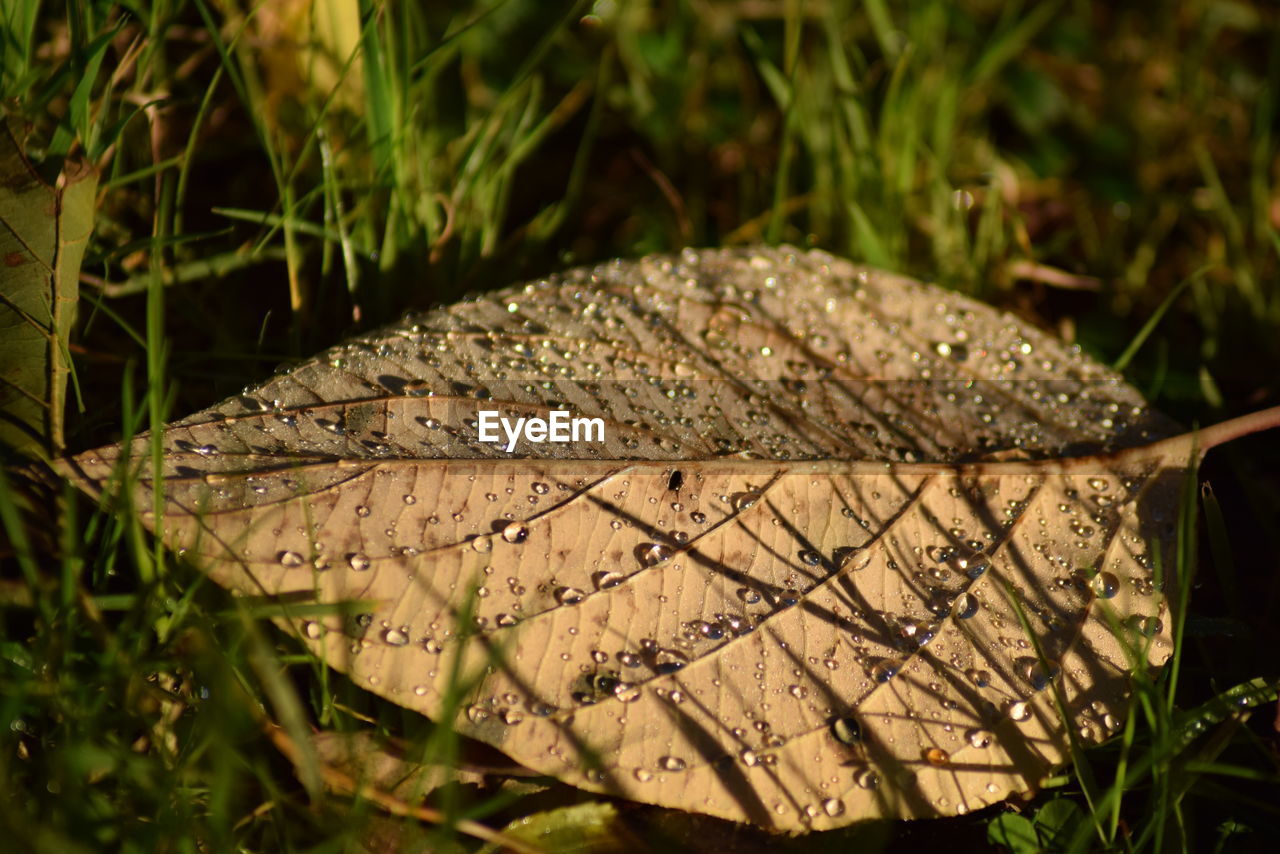 Close-up of leaf on wet land