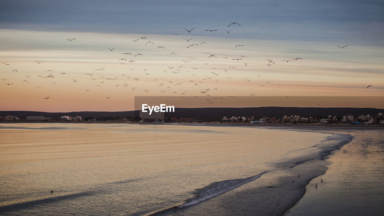 FLOCK OF BIRDS FLYING IN THE SKY