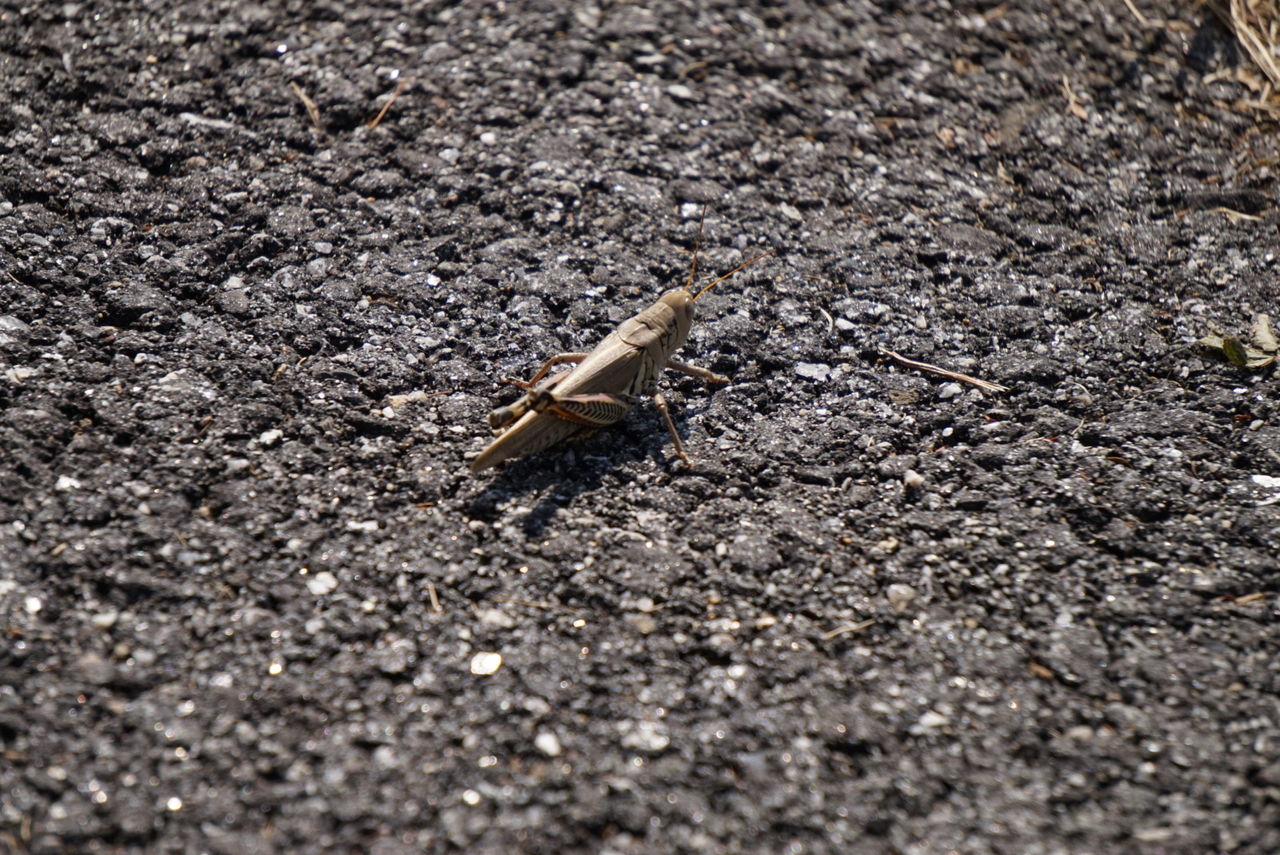CLOSE-UP OF AN INSECT ON GROUND