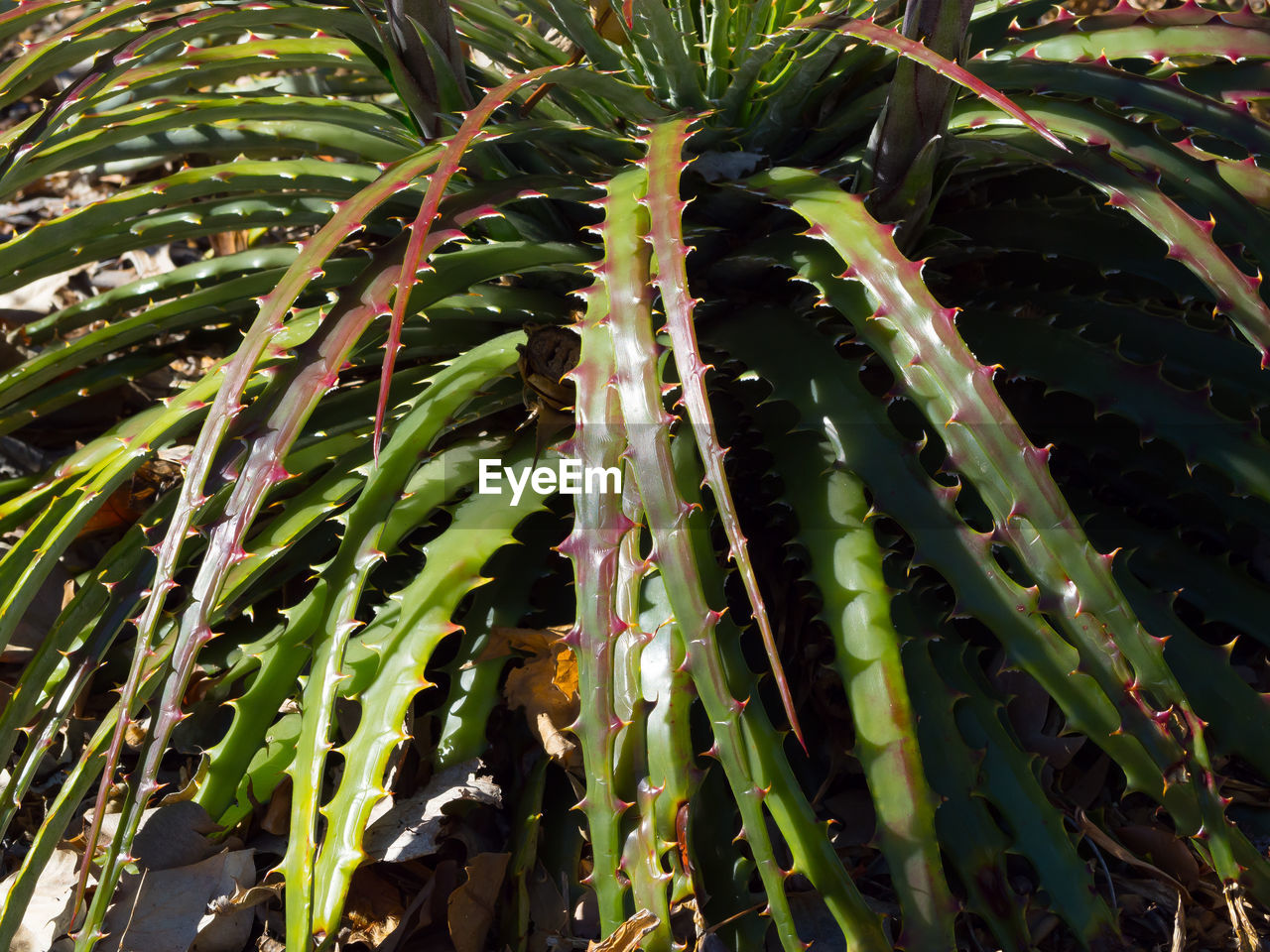 FULL FRAME OF SUCCULENT PLANT