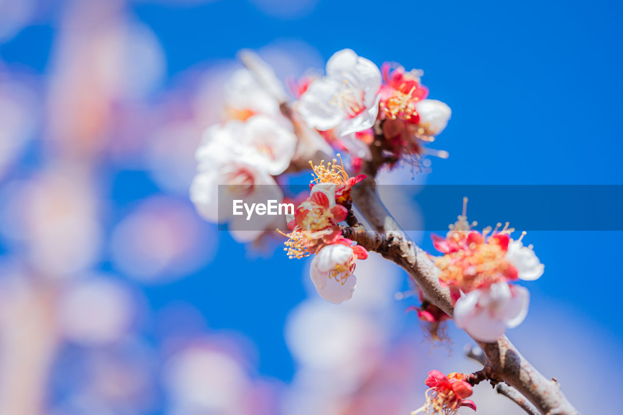 LOW ANGLE VIEW OF CHERRY BLOSSOMS