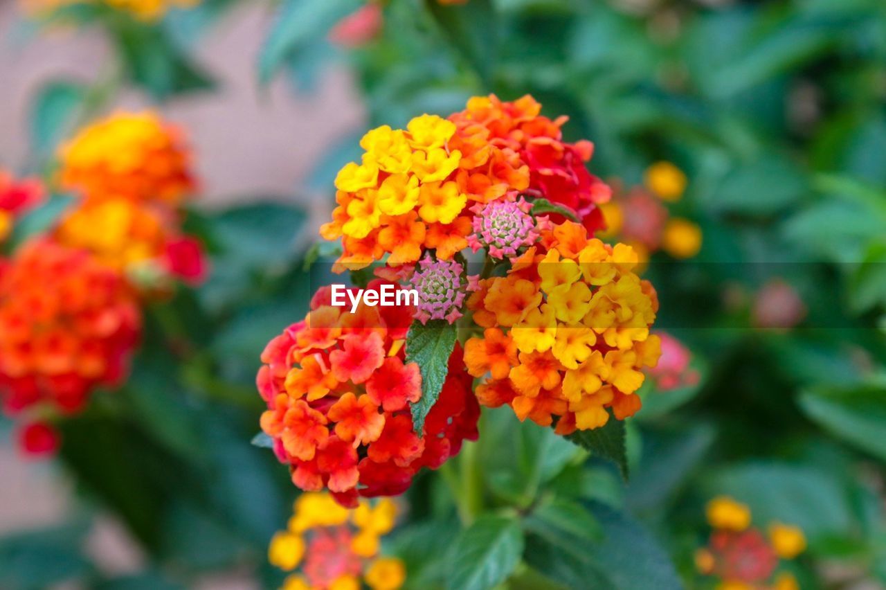 CLOSE-UP OF FLOWERING PLANTS