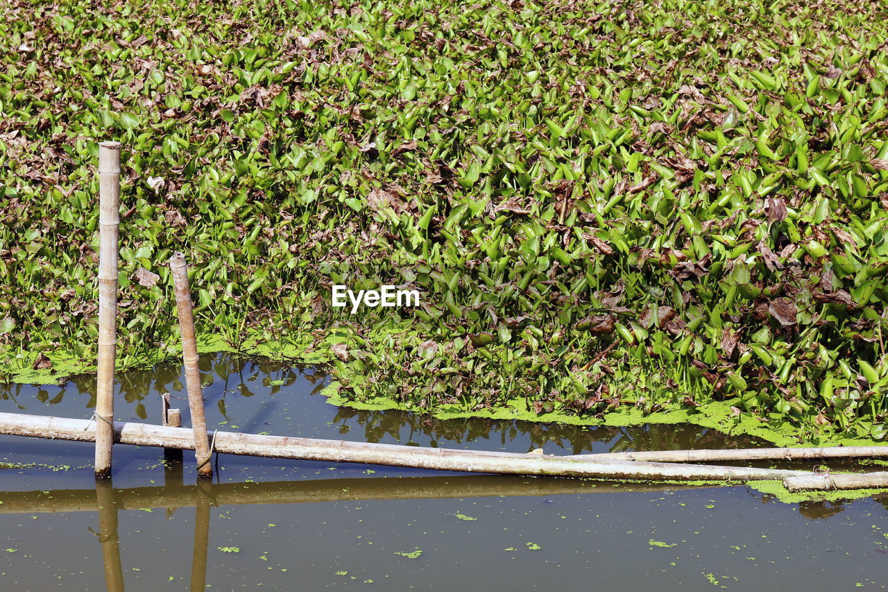 PLANTS GROWING IN SWAMP