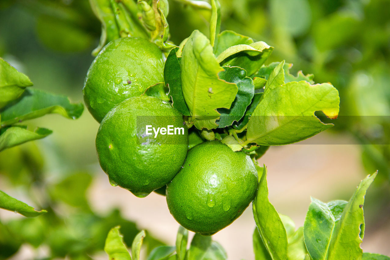 CLOSE-UP OF FRESH GREEN FRUITS