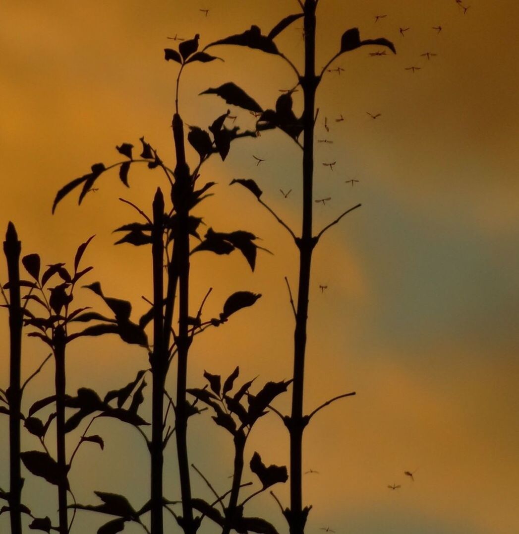 SILHOUETTE TREE AGAINST ORANGE SKY