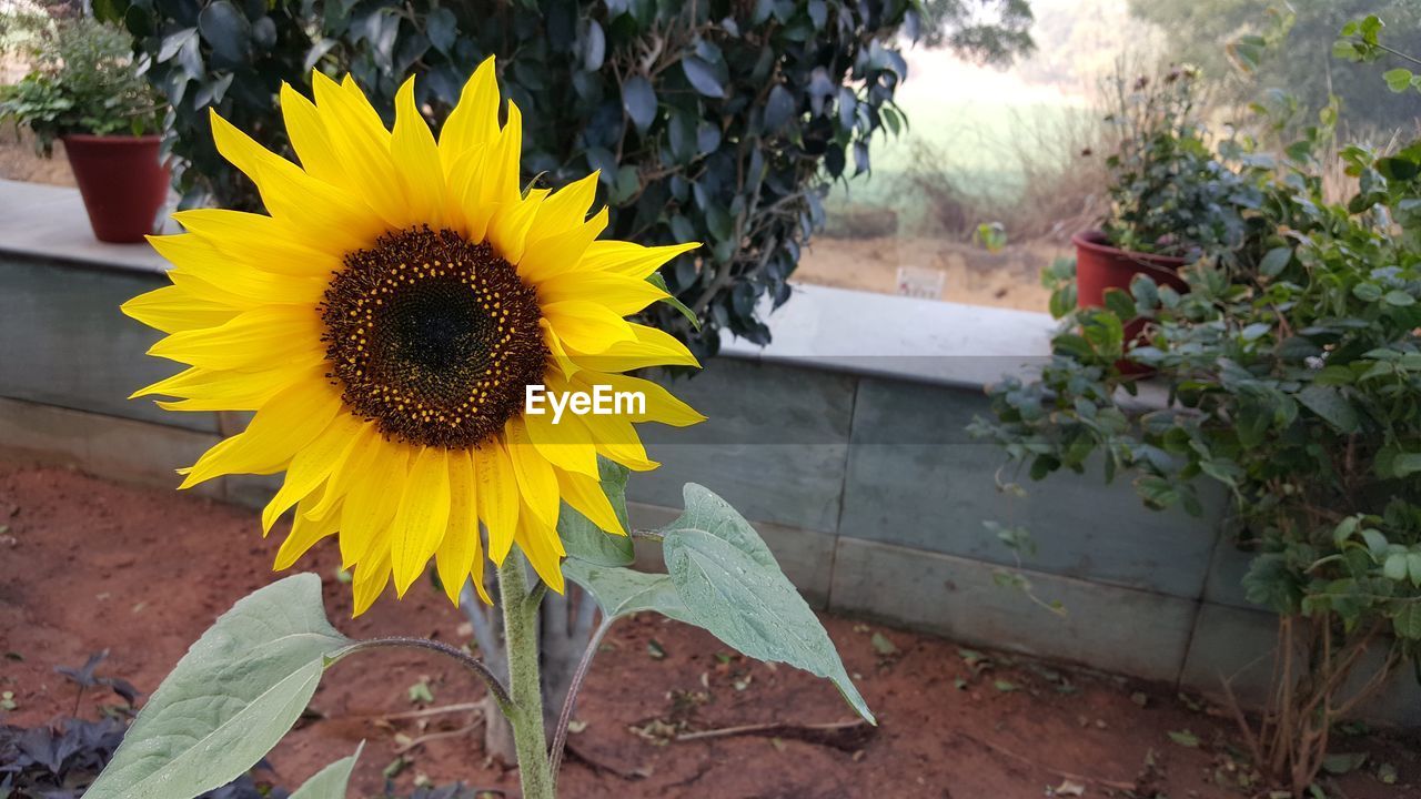 SUNFLOWER BLOOMING OUTDOORS