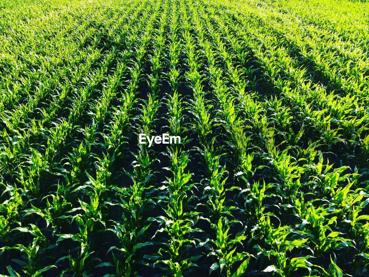 FULL FRAME SHOT OF CROP GROWING ON FIELD