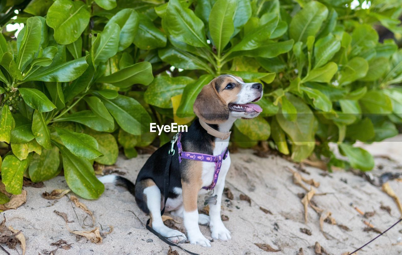 Close-up of dog sitting on sand against plants at beach