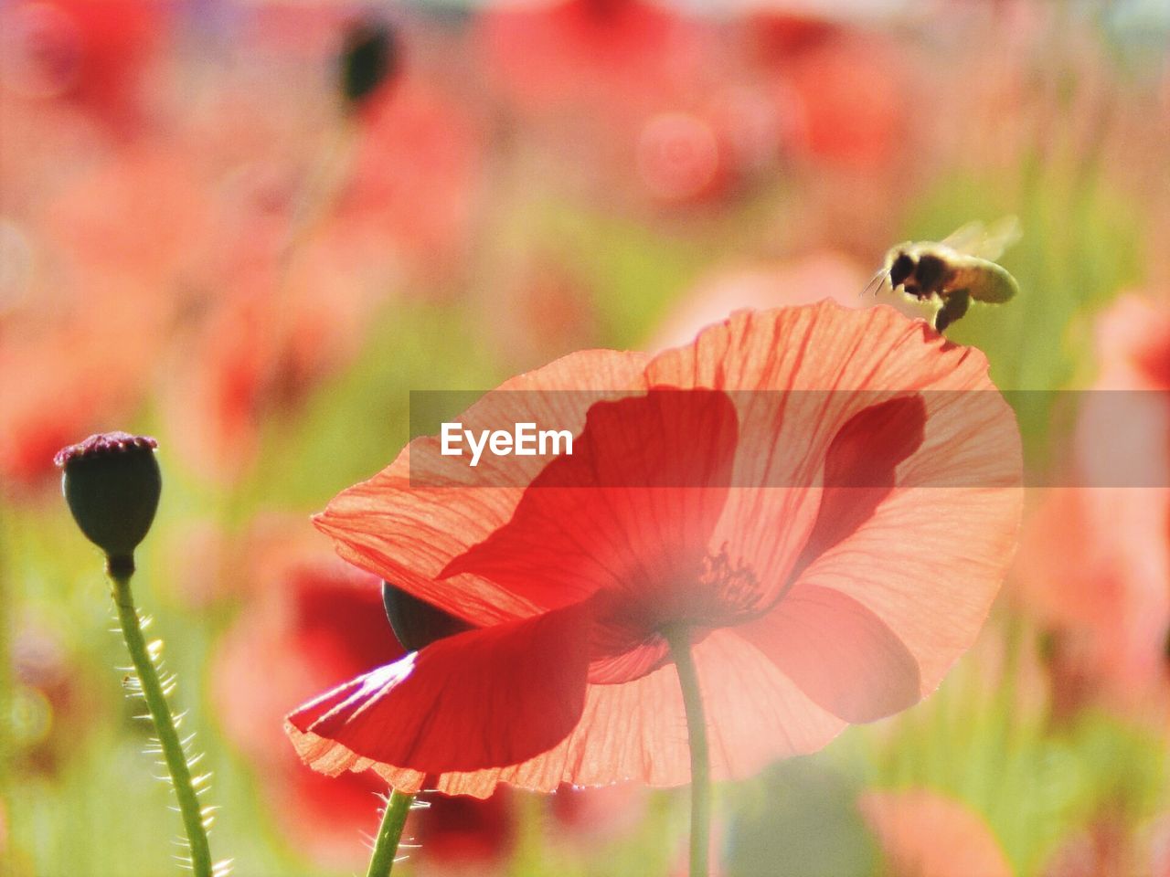 CLOSE-UP OF RED BEETLE ON FLOWER