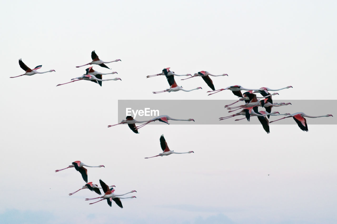 Low angle view of flamingos flying