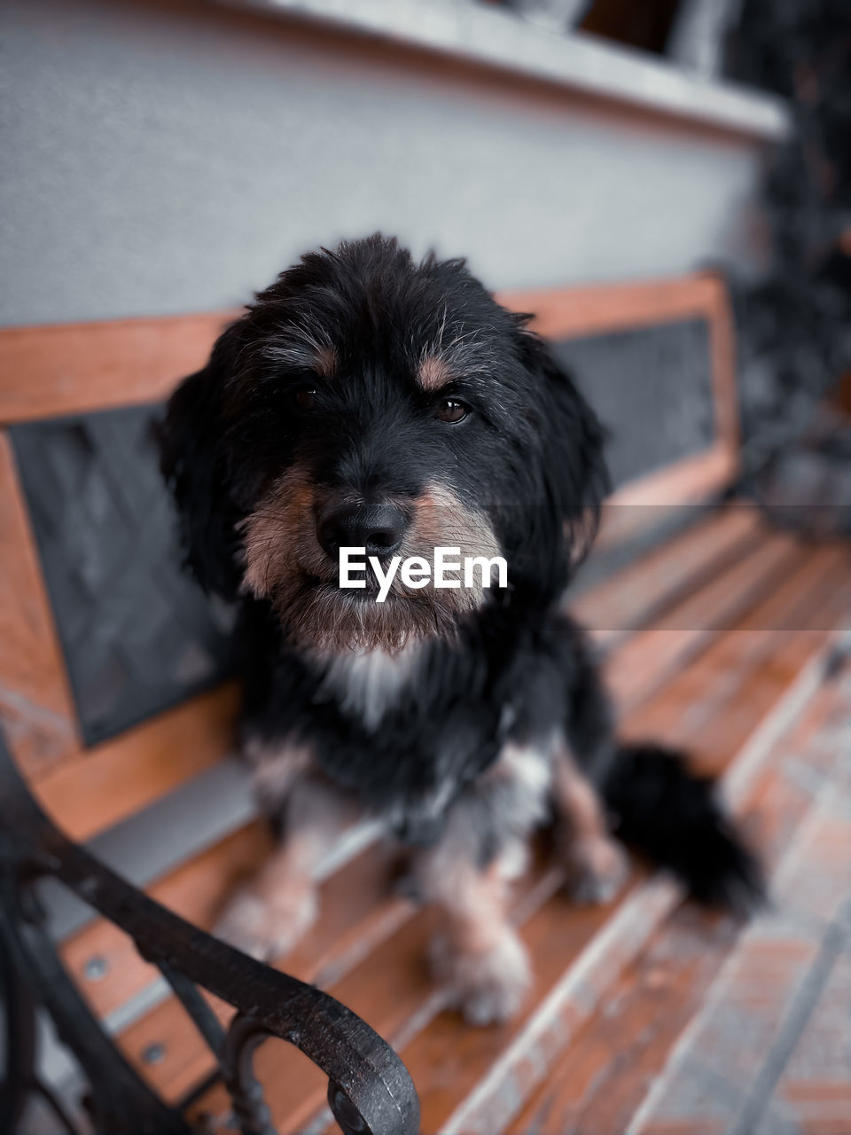 Portrait of black puppy on seat